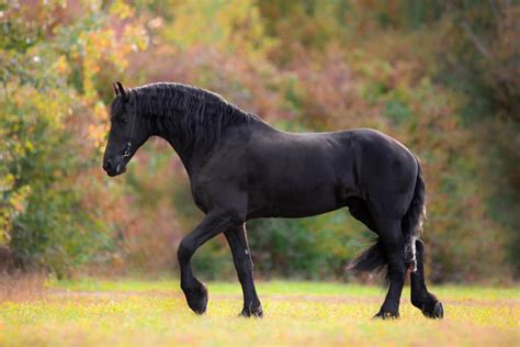 black horse wikipedia|black horse meaning.